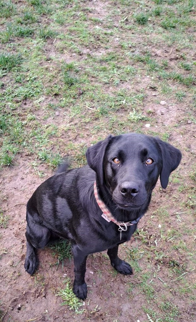 Mia a black lab with brown eyes looks at the camera, sitting on grass and earth
